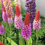 Primula Vialii 'red Hot Poker' Plants | 1 x 9cm | Crimson