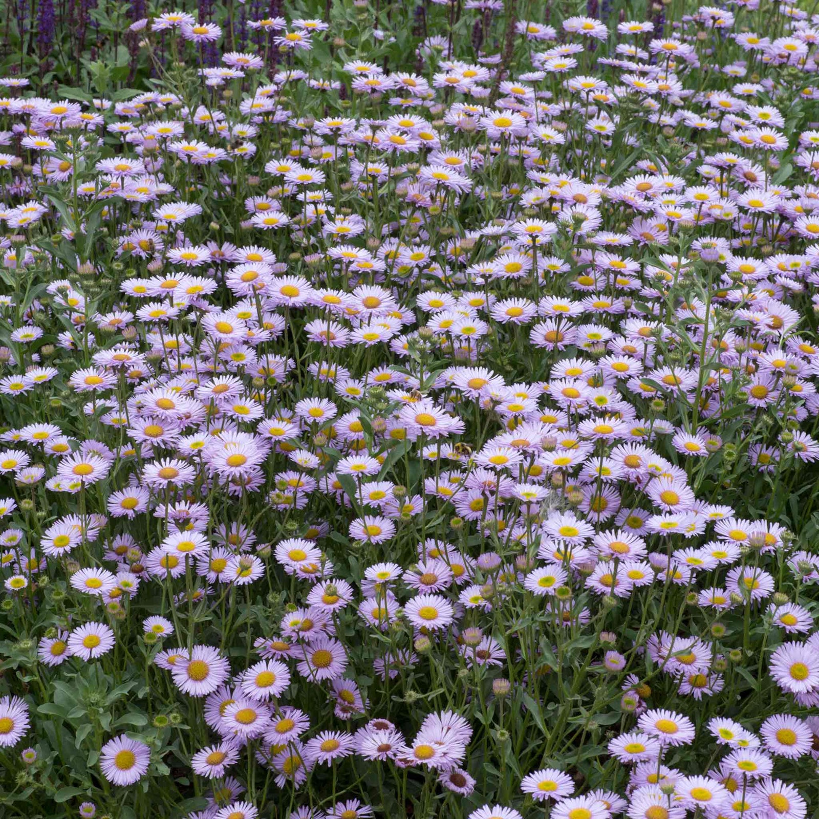 Erigeron 'wayne Roderick' - Lavender-blue Daisy, Hardy Jumbo Plug Plants | 3 x Jumbo Plug Plants | Purple