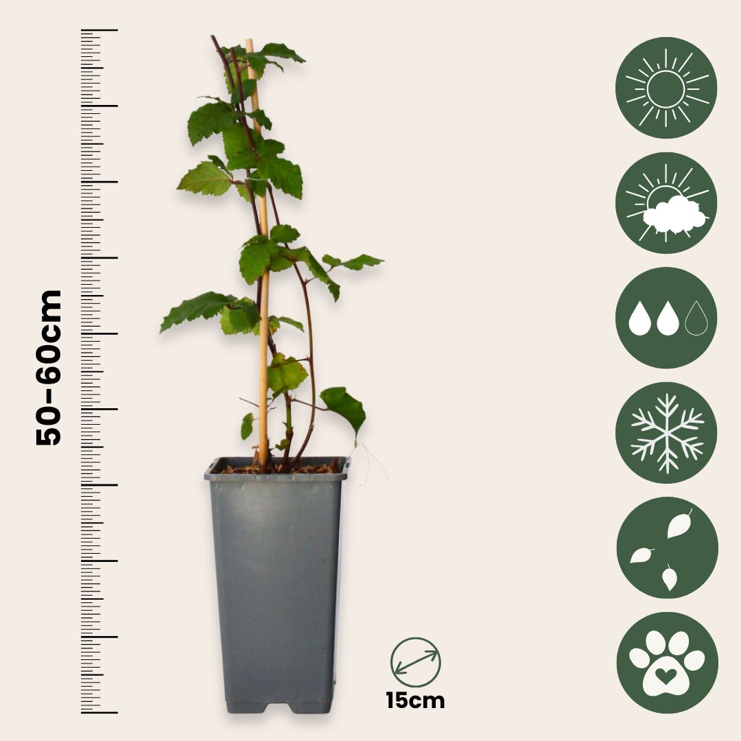 Blackberry Plant - Rubus Fruticosus 'Thornfree' - H50-60cm - ⌀15cm | Set of 2 | Pink