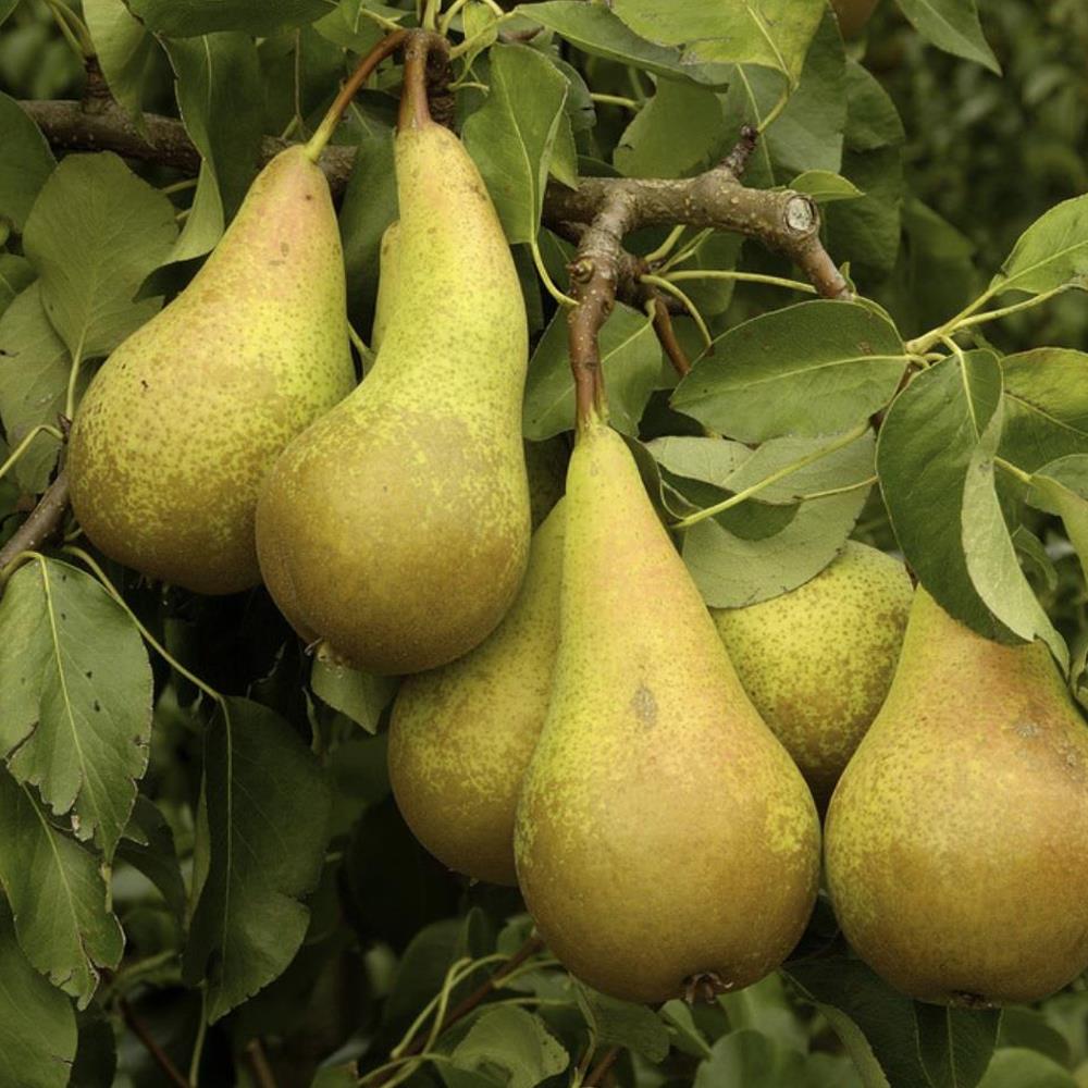 Direct Plants Pear Conference Fruit Tree 6ft Tall Supplied In A 7.5 Litre Pot