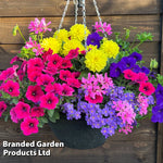 Thompson & Morgan Tutti Frutti Preplanted Hanging Basket 14in (35cm) X 1