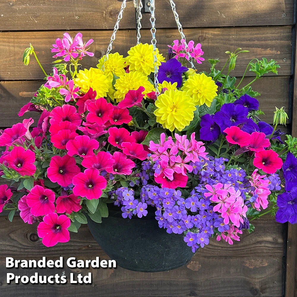 Thompson & Morgan Tutti Frutti Preplanted Hanging Basket 14in (35cm) X 1
