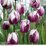 Tulip 'blueberry Ripple' Bulbs | 8 x Bulbs