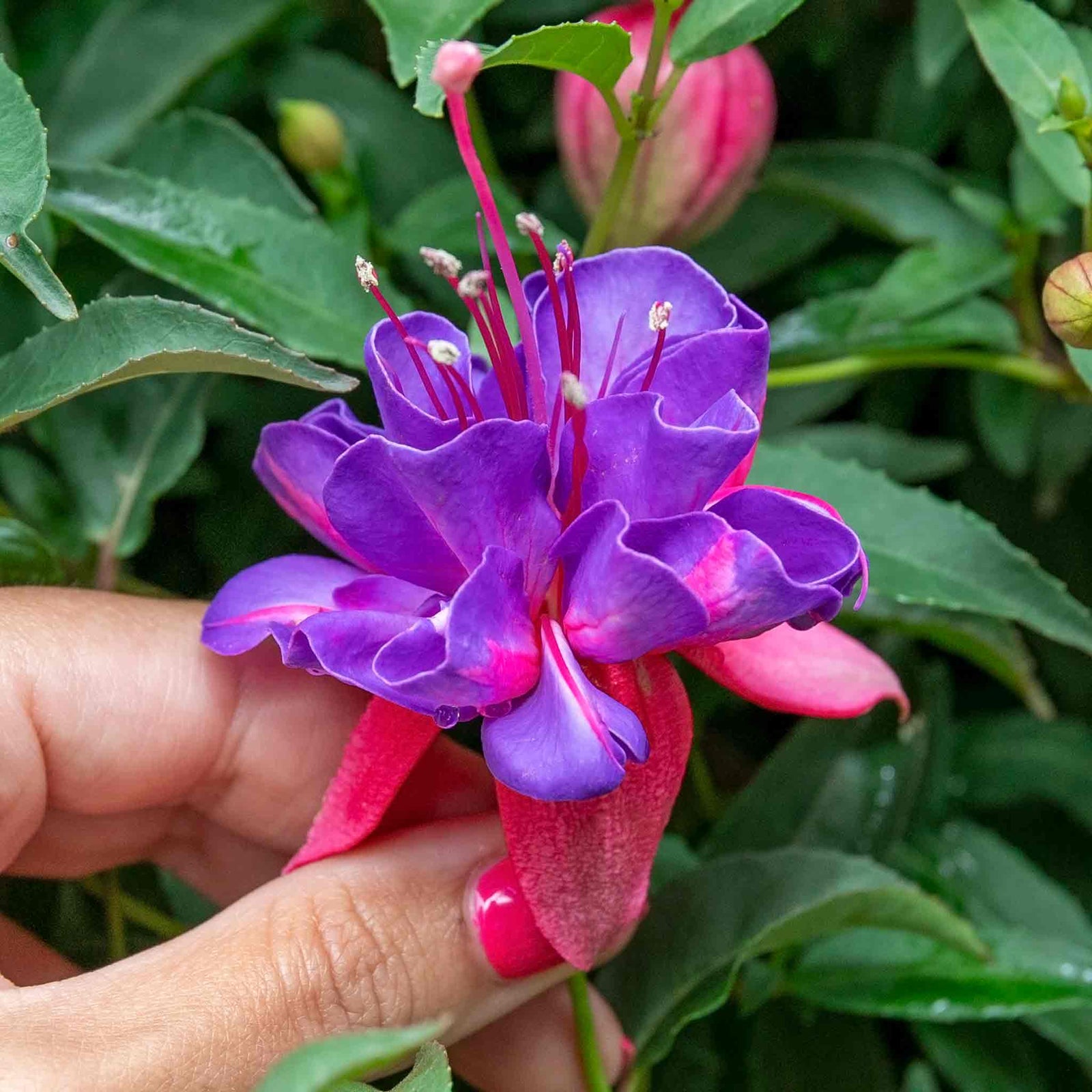 Fuchsia Standard 'winston Churchill' | 1 x 3L | Purple