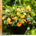 Thompson & Morgan Begonia Apricot Shades Preplanted Hanging Basket