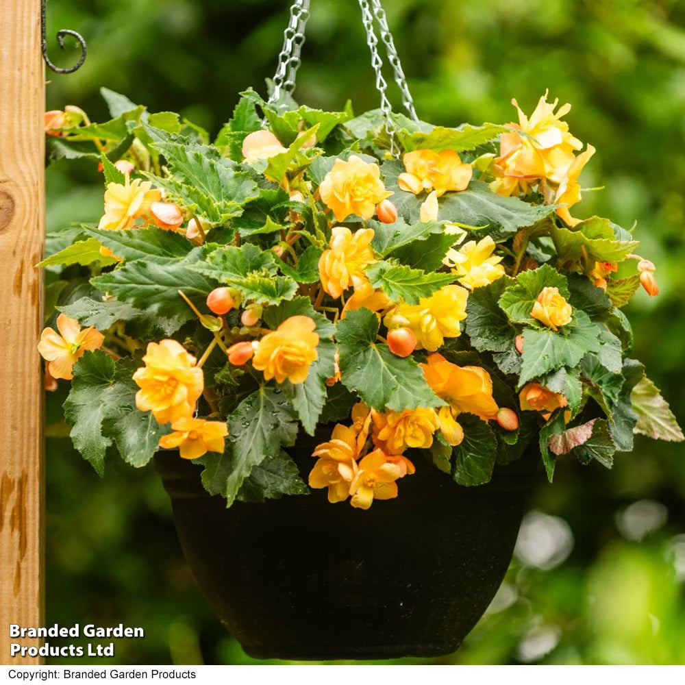 Thompson & Morgan Begonia Apricot Shades Preplanted Hanging Basket