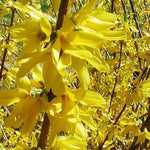 Forsythia Lynwoods Gold Shrubs Bush 3-4ft Plant Supplied In A 3 Litre Pot
