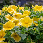 Petunia 'bees Knees' – Yellow | 12 x Plug Plants | Yellow