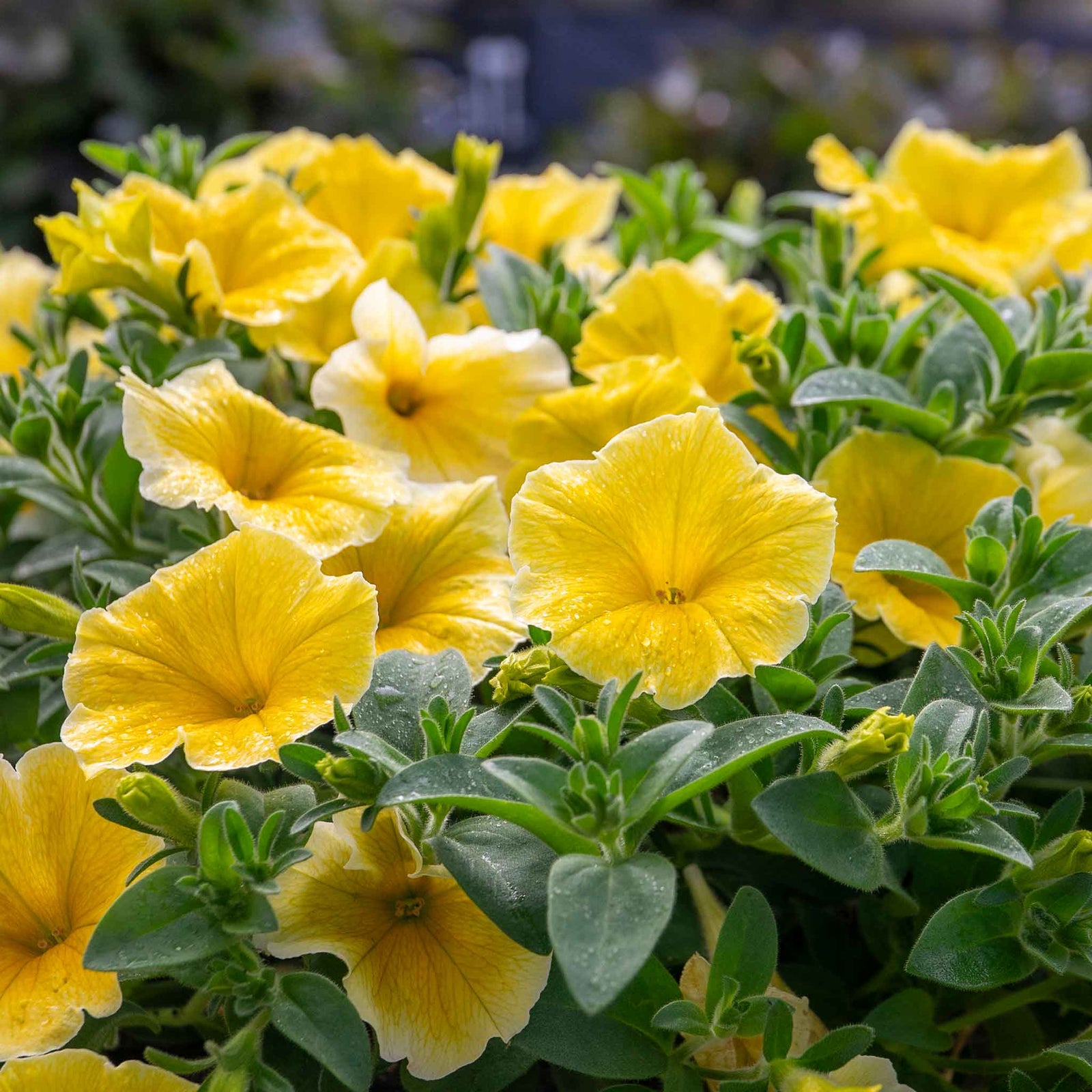 Petunia 'bees Knees' – Yellow | 12 x Plug Plants | Yellow