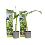 Hardy Banana - Musa Basjoo - Height 25-40cm - ⌀9cm | Set-of-2 | Yellow