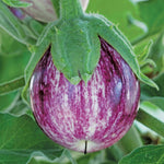 Aubergine 'pinstripe' - Compact Pot Variety Jumbo Plugs | Set of 6 | Multi Colour