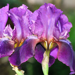Iris Re-blooming Collection | Set of 5