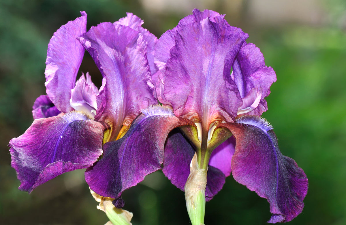 Iris Re-blooming Collection | Set of 5