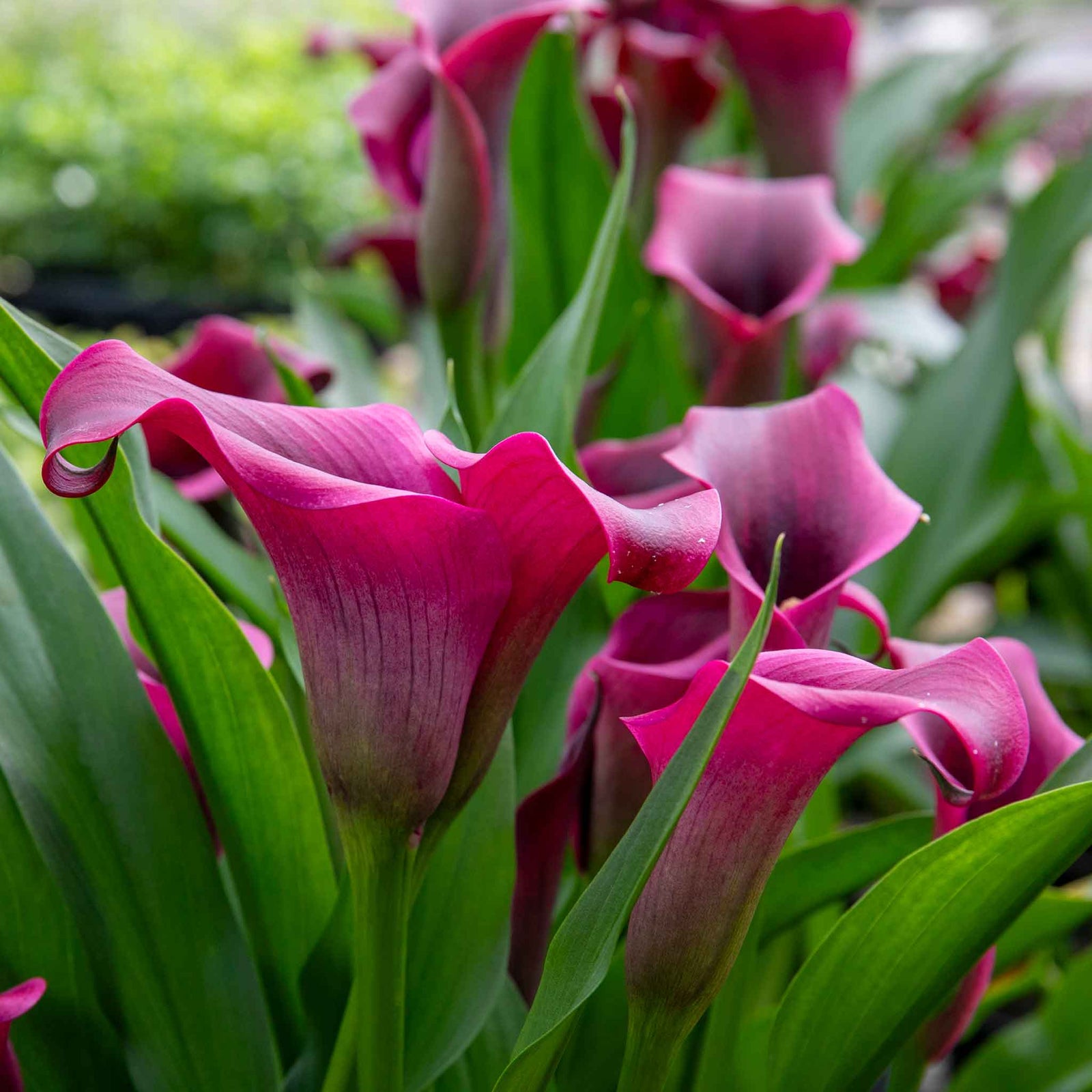 Zantedeschia 'royal Valentine' 2l - Deep Red Hooded Flowers | Set-of-1 | Purple & Green