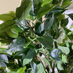100cm Premium Artificial Ficus Twist Tree