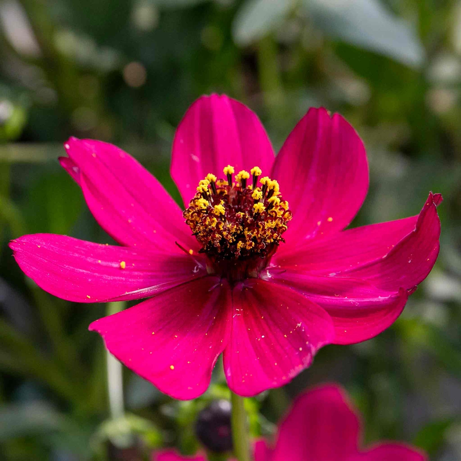 Cosmos 'cherry Chocolate' Compact Fragrant Perennial Plant | 3 x Jumbo Plug Plants