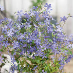 Phlox Divaricata Subsp. Laphamii 'chattahoochee' Lavender-blue Woodland Phlox | 6 x Jumbo Plugs | Lavender