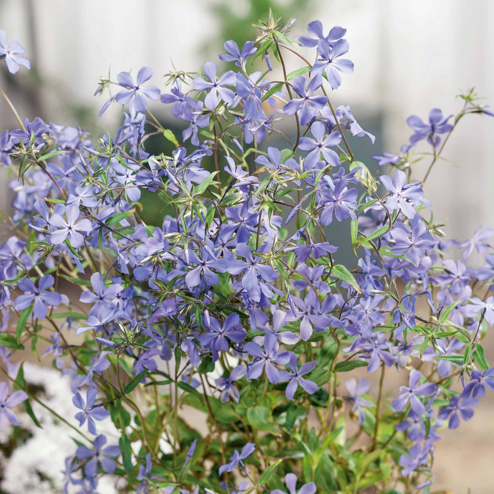 Phlox Divaricata Subsp. Laphamii 'chattahoochee' Lavender-blue Woodland Phlox | 6 x Jumbo Plugs | Lavender