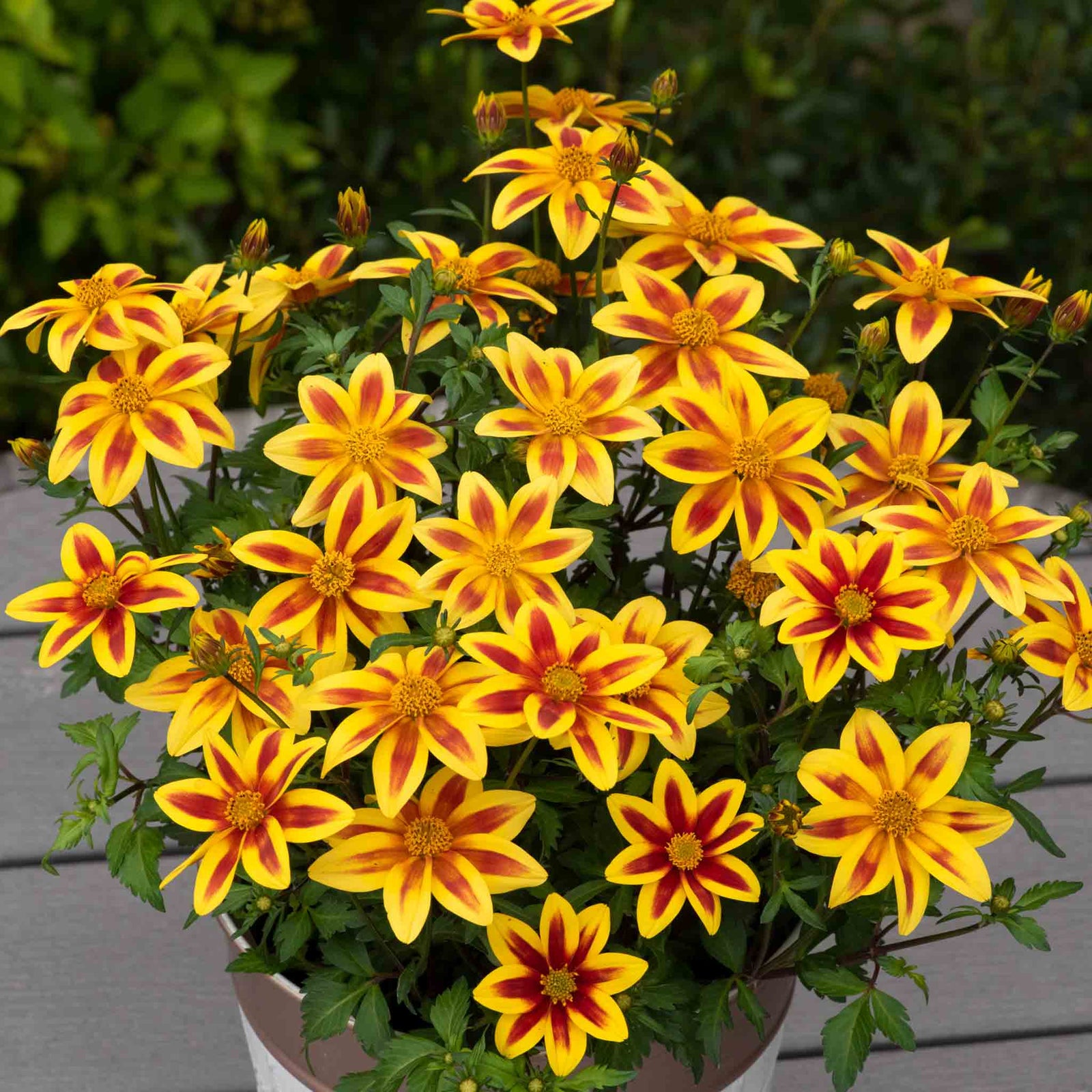 Bidens 'blazing Star' - Compact, Long-flowering Bedding Plant | 12 x Plug Plants | Orange