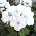 Geranium Seeds 'horizon White | 8 Seeds | White