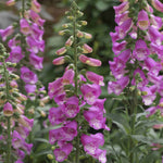 Digitalis Panther Perennial Foxglove - XL plug plants | Set-of-5 | Pink