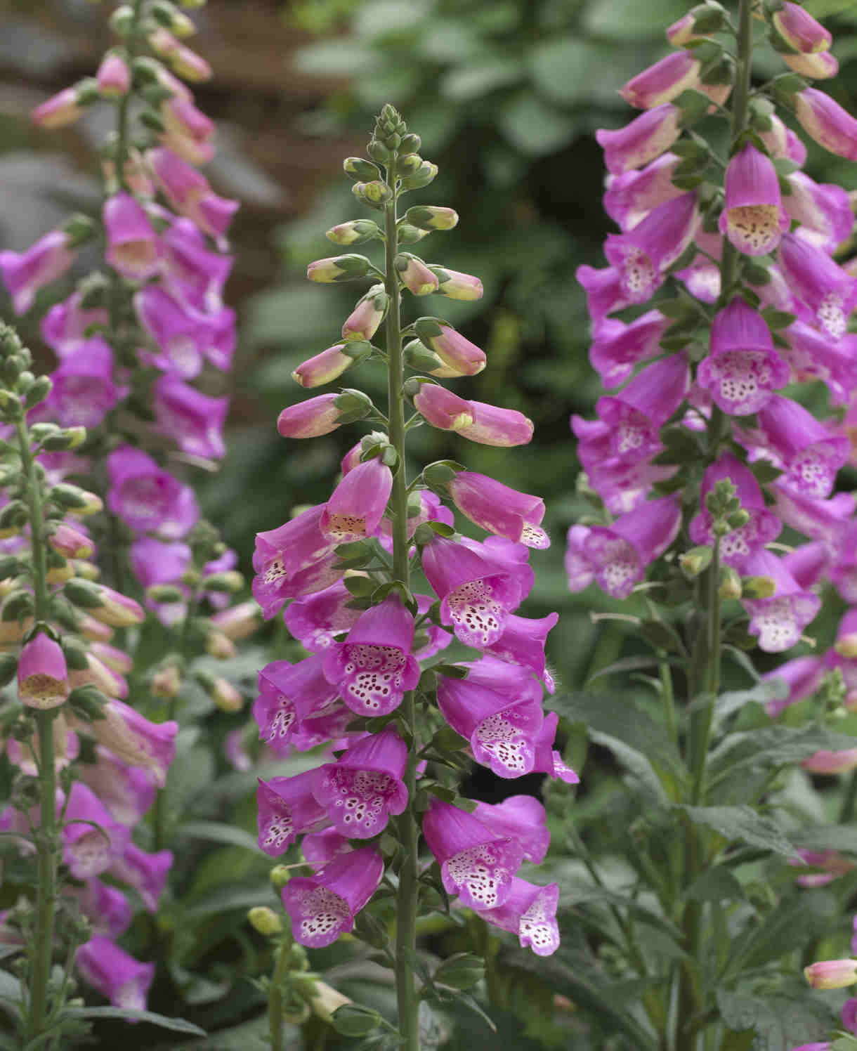Digitalis Panther Perennial Foxglove - XL plug plants | Set-of-5 | Pink
