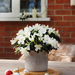 Hayloft Azalea White Bush In Stone Pot - Chistmas Gift