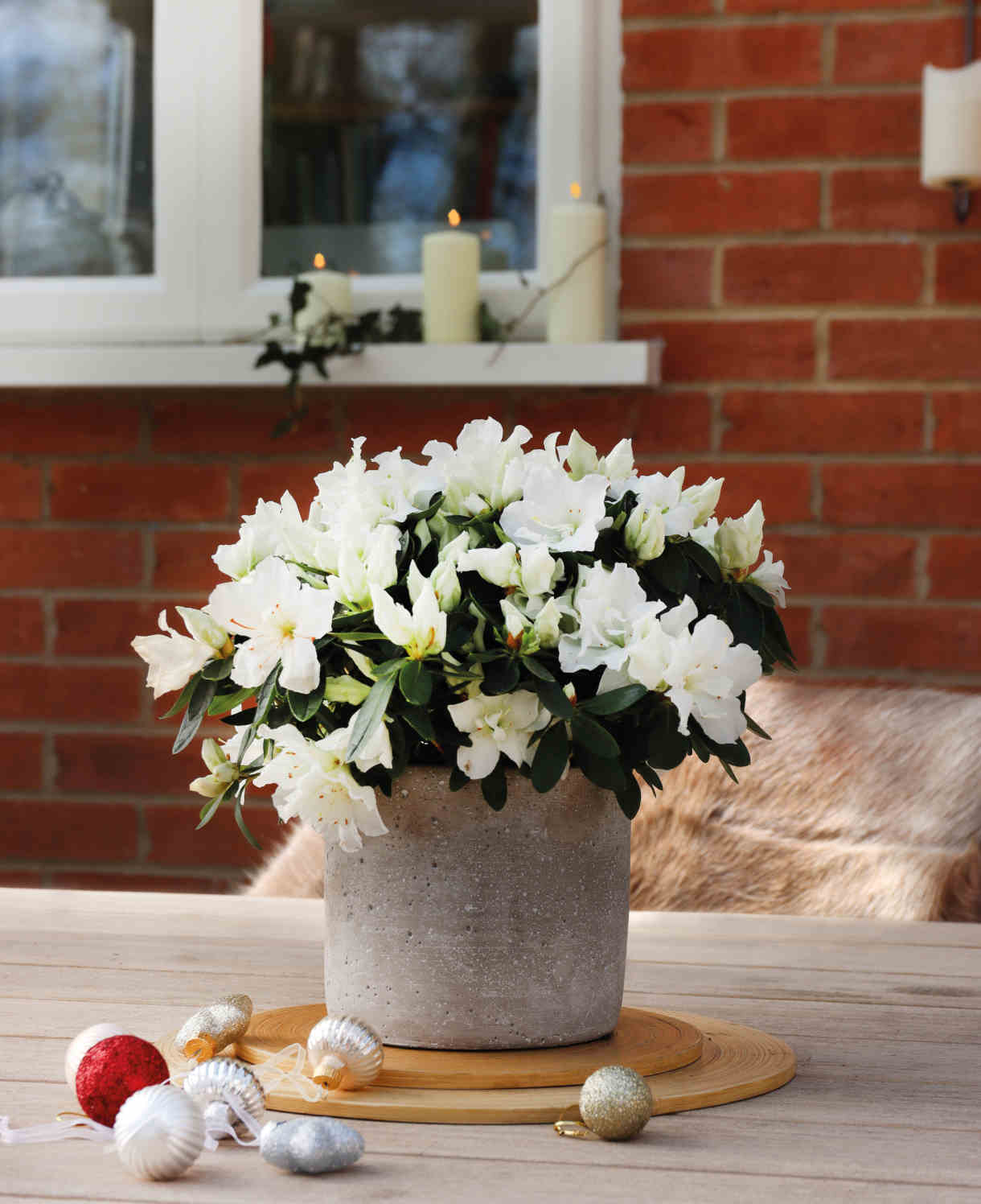 Hayloft Azalea Collection In Stone Pots - 3 Christmas Gifts