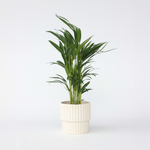Areca Palm 'golden Cane' - Dypsis Lutescens - Height 60-70cm - ⌀17cm | Set of 1 | Green