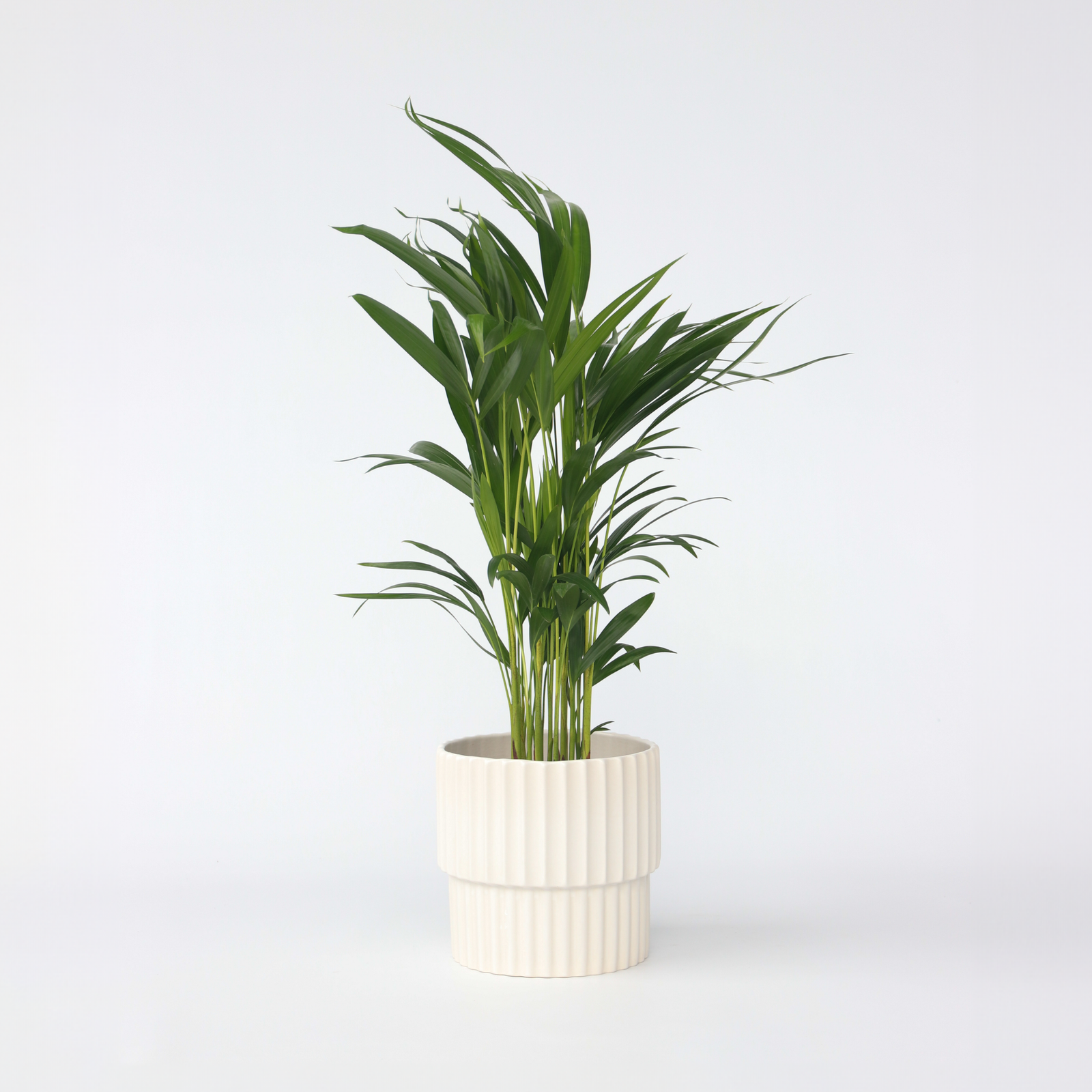 Areca Palm 'golden Cane' - Dypsis Lutescens - Height 60-70cm - ⌀17cm | Set of 1 | Green