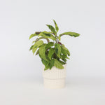 Prayer Plant - Calathea 'yellow Fusion' - Height 30-40cm - ⌀14cm | Set of 1 | Green