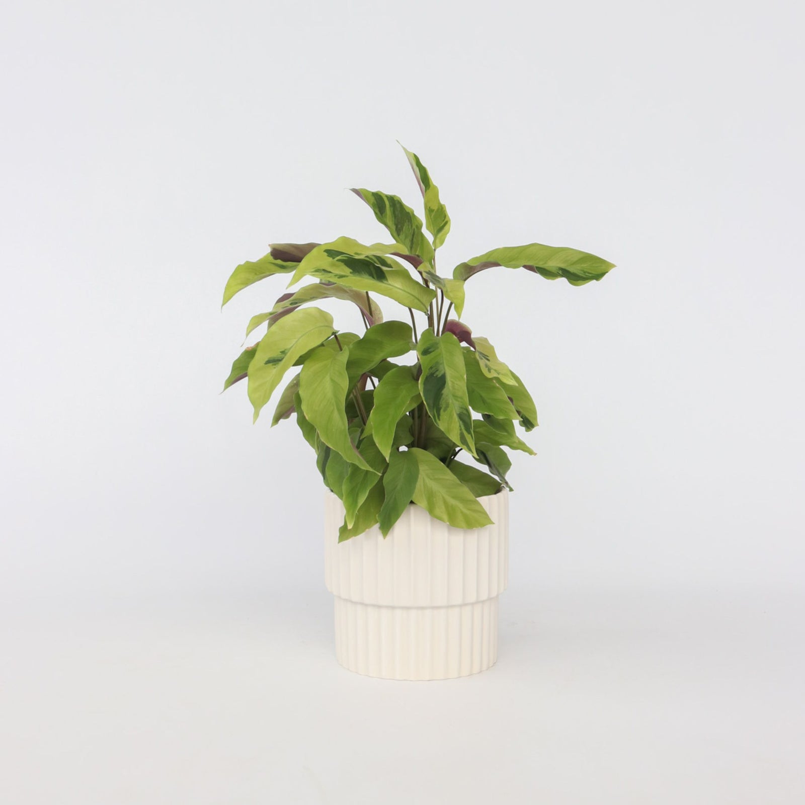 Prayer Plant - Calathea 'yellow Fusion' - Height 30-40cm - ⌀14cm | Set of 1 | Green