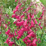 Penstemon 'garnet' Hardy Perennial, Pollinator-friendly | 1 x 2L