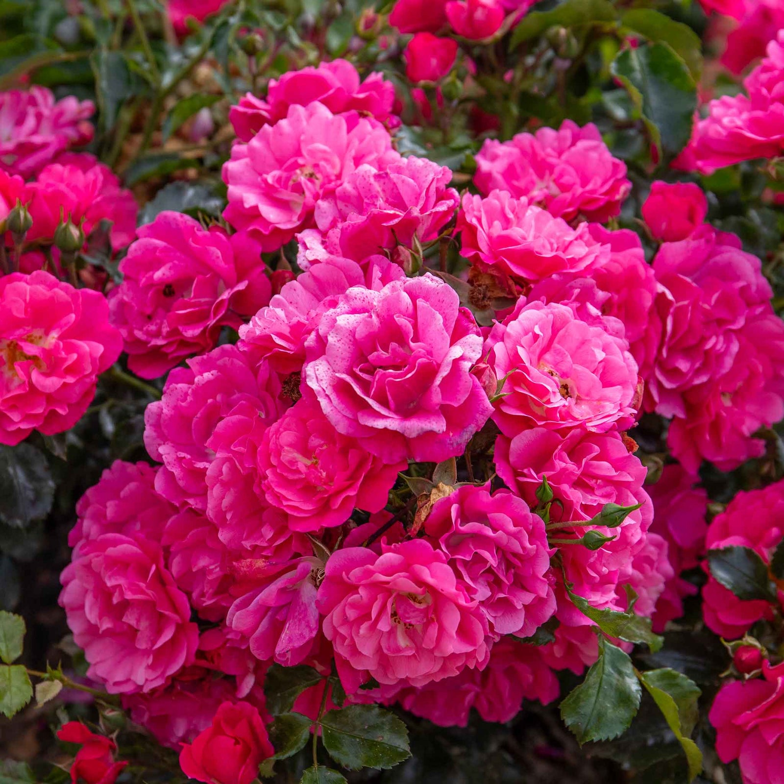 Flower Carpet Pink Supreme Groundcover Rose | 1 x Bare Root | Pink