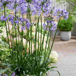 Agapanthus Everpanthus Poppin Star - 9cm Pot | 3 x 9cm | Purple