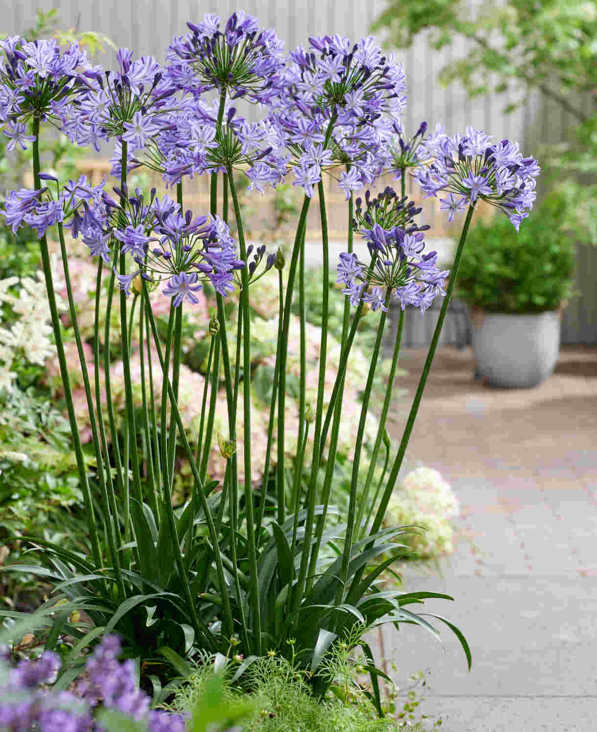Agapanthus Everpanthus Poppin Star - 9cm Pot | 3 x 9cm | Purple