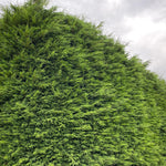 10x Green Leylandii Cupressocyparis Leylandii Hedging Trees Supplied In 2 Litre Pots | 3-4ft