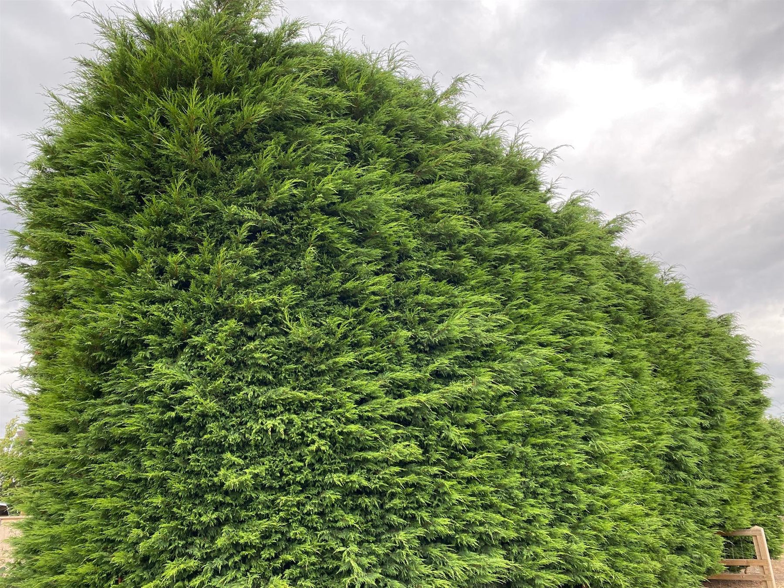 10x Green Leylandii Cupressocyparis Leylandii Hedging Trees Supplied In 2 Litre Pots | 3-4ft