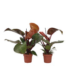 Sweetheart Plant - 2 Pcs. - Philodendron 'sun Light' - Height 20-30cm - ⌀12cm | Set of 2 | Red