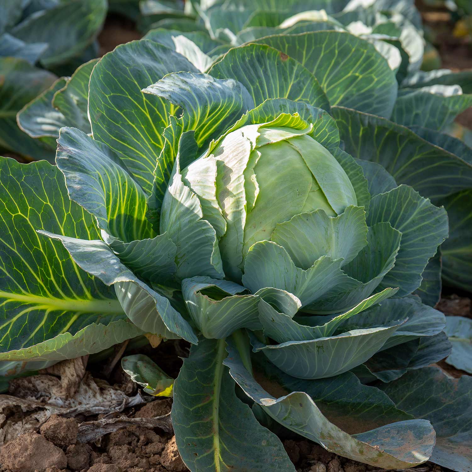 Cabbage 'attraction' | 16 x Pro Grower Plugs | Green