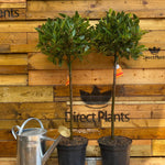 Direct Plants Large Laurus Nobilis Lollipop Standard Bay Tree 80-100cm Tall In A 5 Litre Pot
