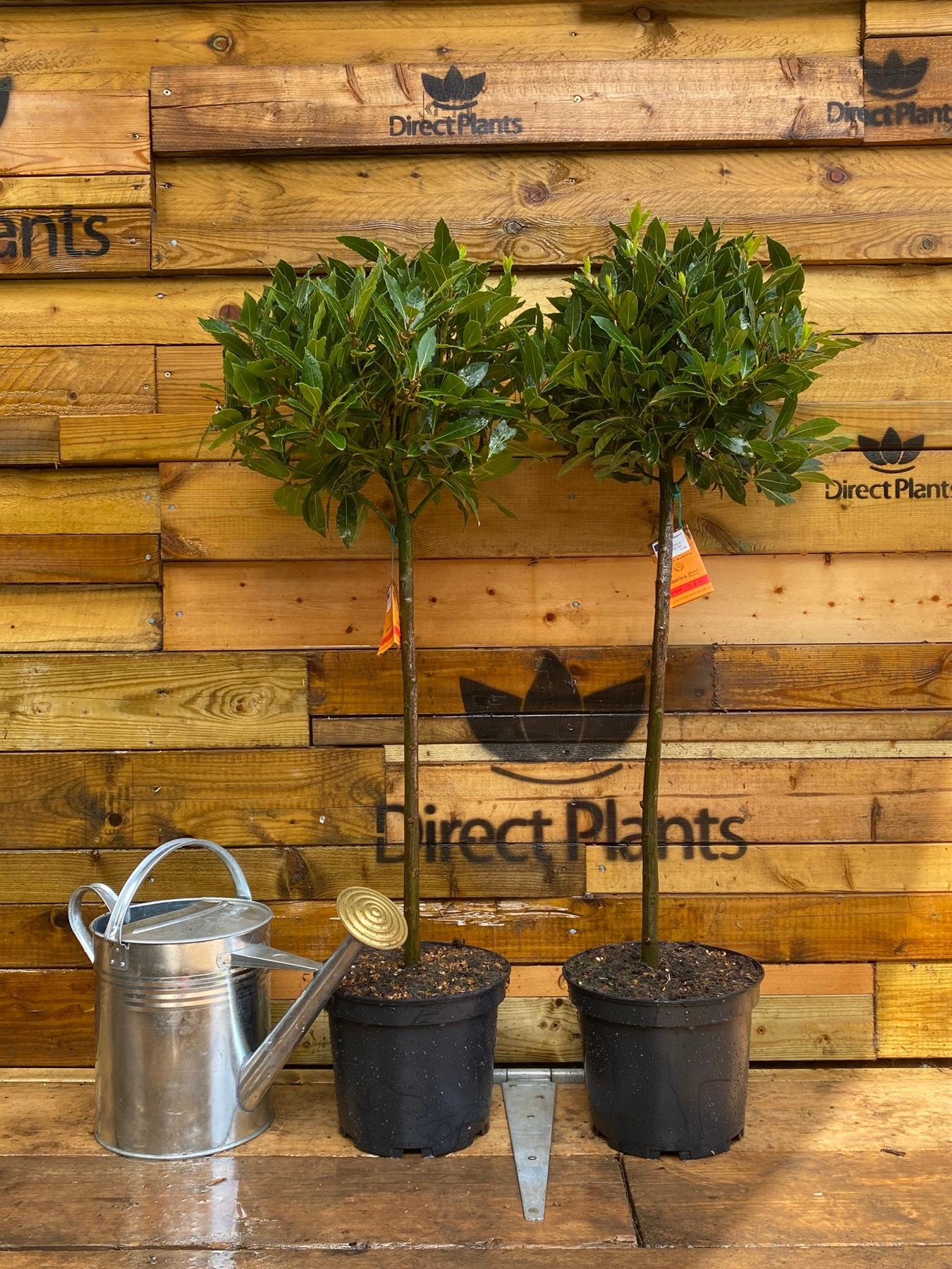 Direct Plants Large Laurus Nobilis Lollipop Standard Bay Tree 80-100cm Tall In A 5 Litre Pot