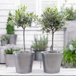 Standard Olive Tree 18cm Potted Plant | Set of 1