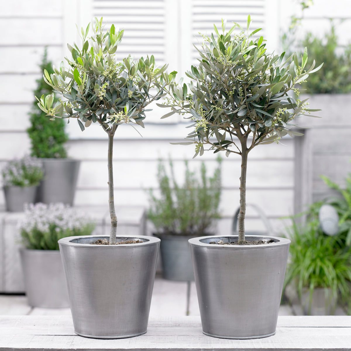 Standard Olive Tree 18cm Potted Plant | Set of 1