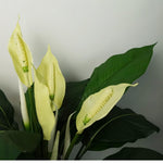 Artificial White Spathiphyllum Peace Lily