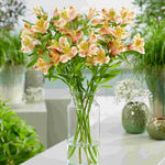Hayloft Alstroemeria Majestic 'layon' - 3 X 9cm Pots
