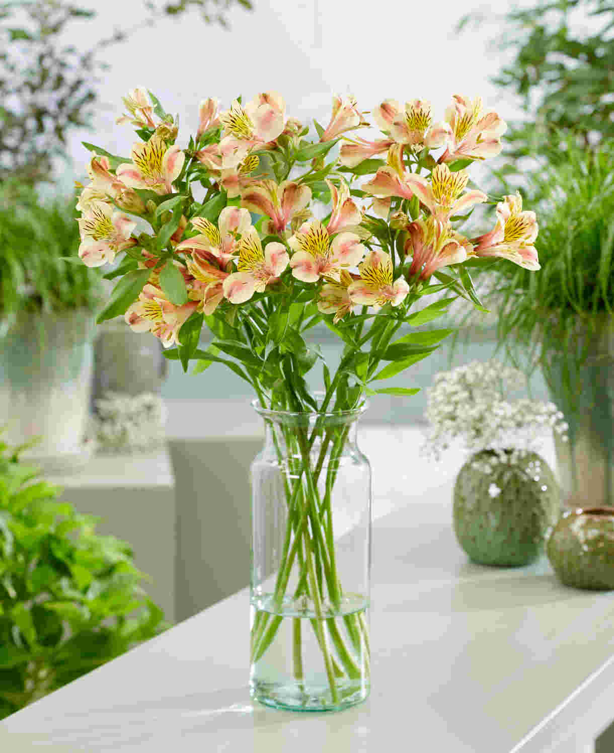Hayloft Alstroemeria Majestic 'layon' - 3 X 9cm Pots