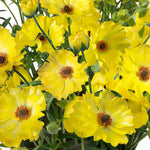 Ranunculus Butterfly Blush Collection - Tubers | Set-of-3 | Multi