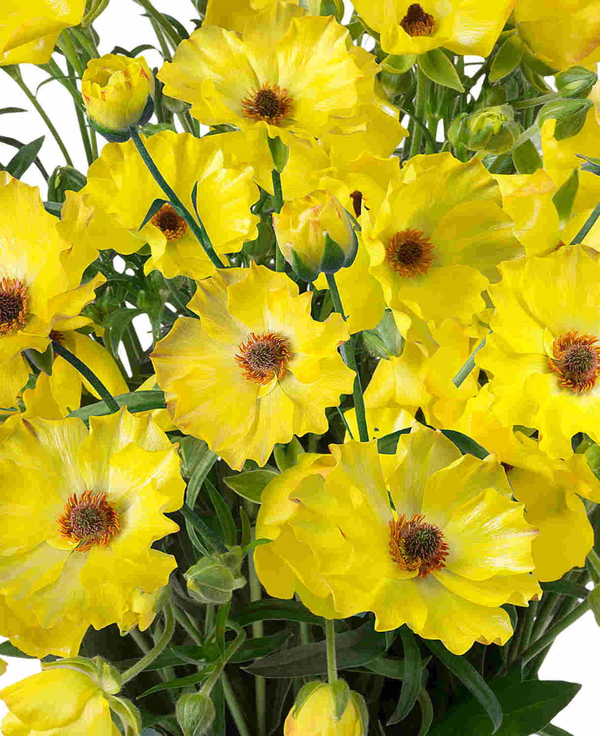 Ranunculus Butterfly Blush Collection - Tubers | Set-of-3 | Multi