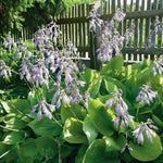 Hosta Slug Resistant Collection, 3 Bare Roots | 3 x Bare Root | Chartreuse